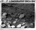 110 Film Water Moccasin