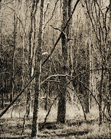 McKinney roughs bending trees 1