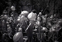 The Carnivorous Darlingtonia