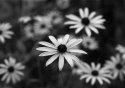 Black Eyed Susans