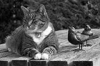 Mog And The Birds