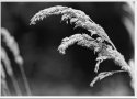 MSA: Between Sharp and Unsharp-August Grass