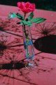 Rose and Shadows:Sharp and Unsharp