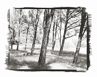 talk to the trees #2, 2001