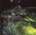 small red flowers