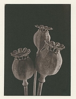 Salt print,  3 poppy seed heads