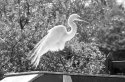 Backlit egret