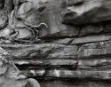 Roots, Sandstone