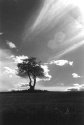 That tree again