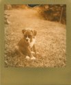 Golden Puppy