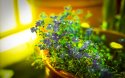 Experimental Flowers
