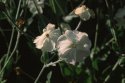 One from my last original Velvia 50 film