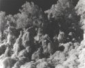 Kudzu