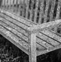 Bench, Lichens