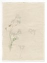Anthotype of three flowers