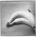 banana frog