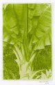 Banana Tree