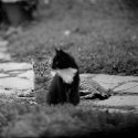 Feral Cat Series Exposure no. 4