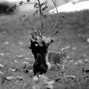 Feral Cat Series Exposure no. 9