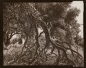 Ent