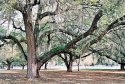 Oak trees at Highlands Memorial Park