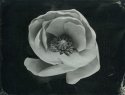 Wet plate project
