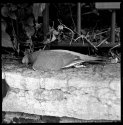 Sleeping bird
