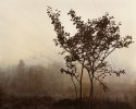 Tree, Fog, Powerlines