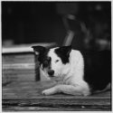Old dog.