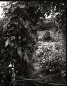 Community Garden Arbor