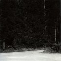 Forest and road