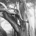 Eucalyptus