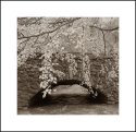 Stone Bridge and Autumn Leaves