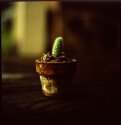 Baby Cactus