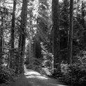 Forest light