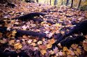 Fall