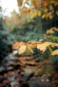 Autumn Flavors