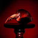 Lobster - boiled - in glass..