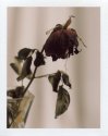 Wilted Passion (Instant Love)
