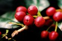 Berries