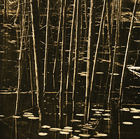 Trees at O'Neal Lake