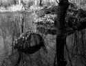 Vernal Pond