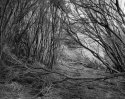 Coast track