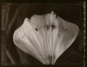 Lillium