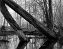 Vernal Pond 4