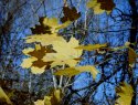 Autumn Last Stand