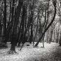 Forest Floor 1