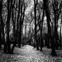 Forest Floor 2