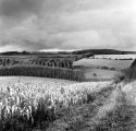 Winter Crops