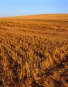 After Harvest